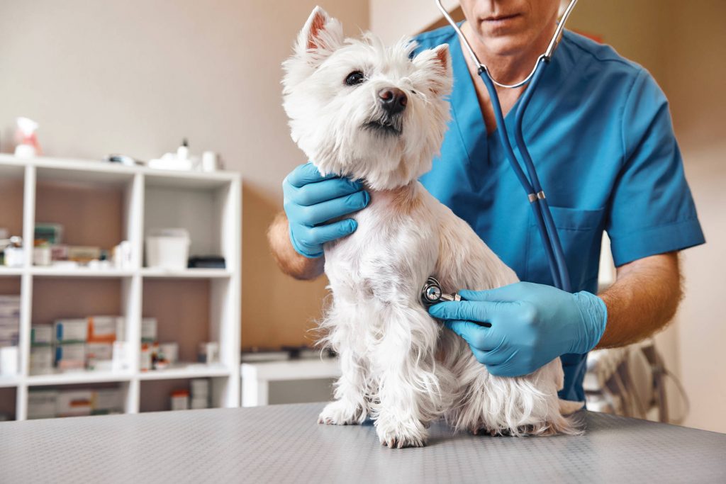 carteiras de vacinação personalizadas veterinário